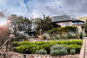 hunt and gun